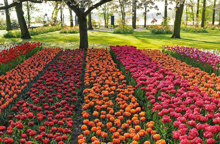 Holland and the Dutch Bulb Fields