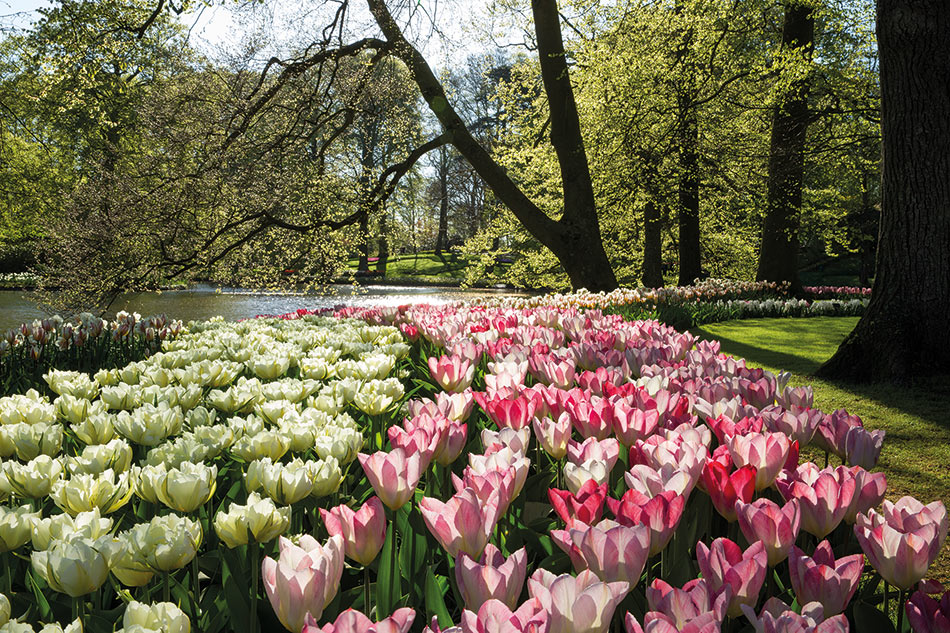 Holland & the Dutch Bulb Fields