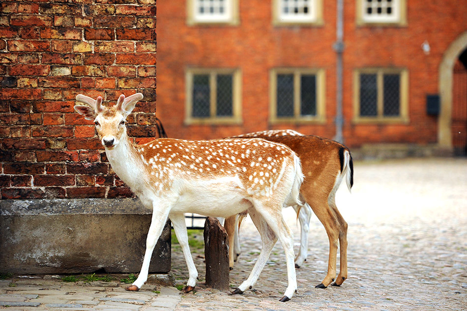 National Trust Garden at Dunham Massey