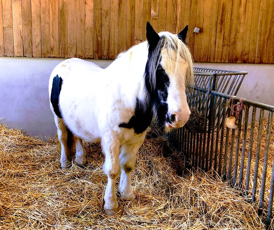 BelleVie Farm